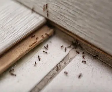Buckhurst Hill Ant Control