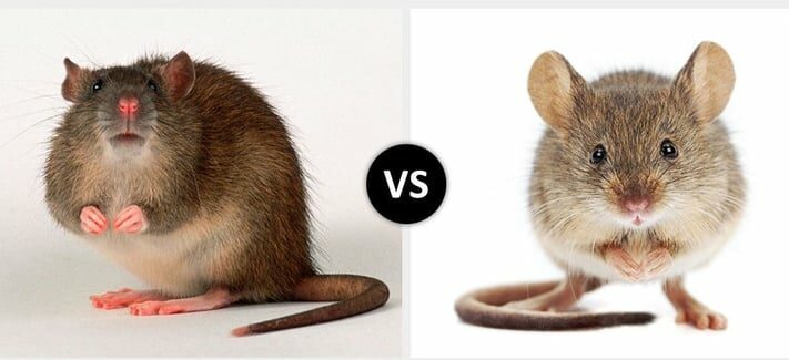 image showing the difference between mice and rats