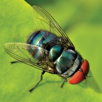 bluebottle fly