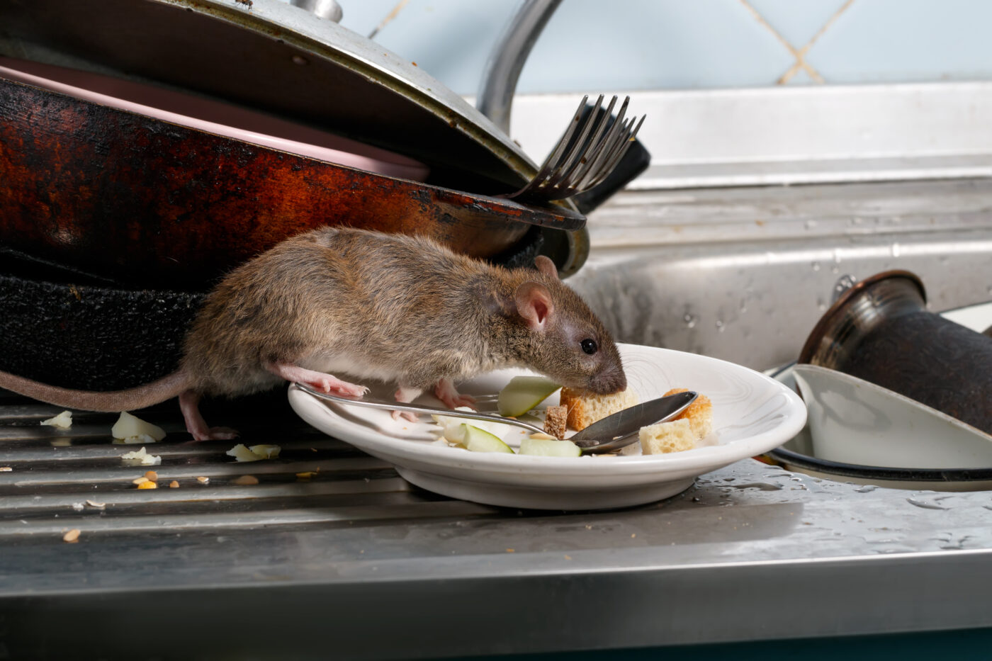 Rat feeding on a plat