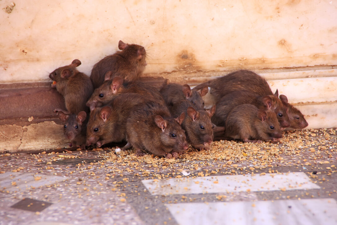 Rat Extermination Signs Of An Infestation And How To Get Rid Of Rats In Your Home