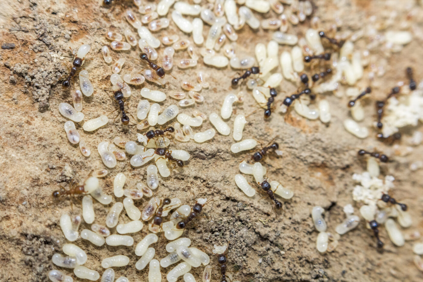 Ants life cycle.