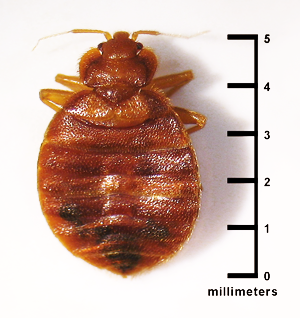 bed bug size millimeters
