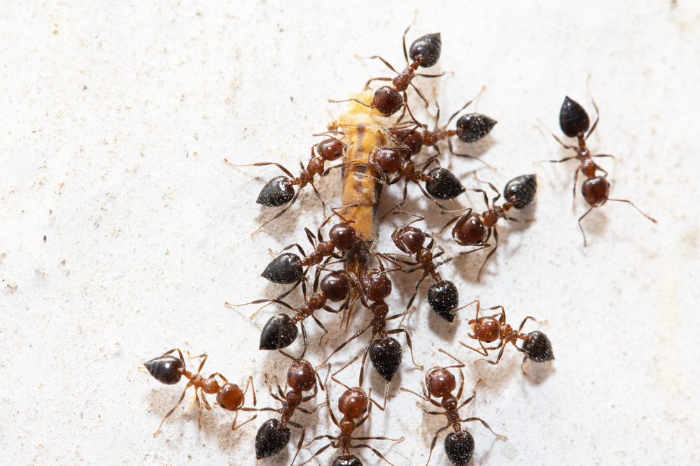 types of ants found in the UK
