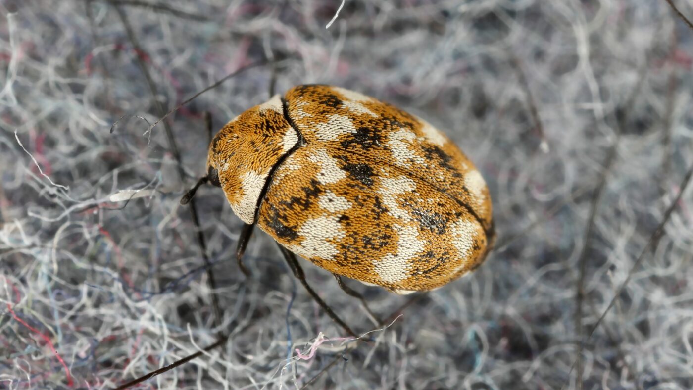 carpet-beetles-infestation