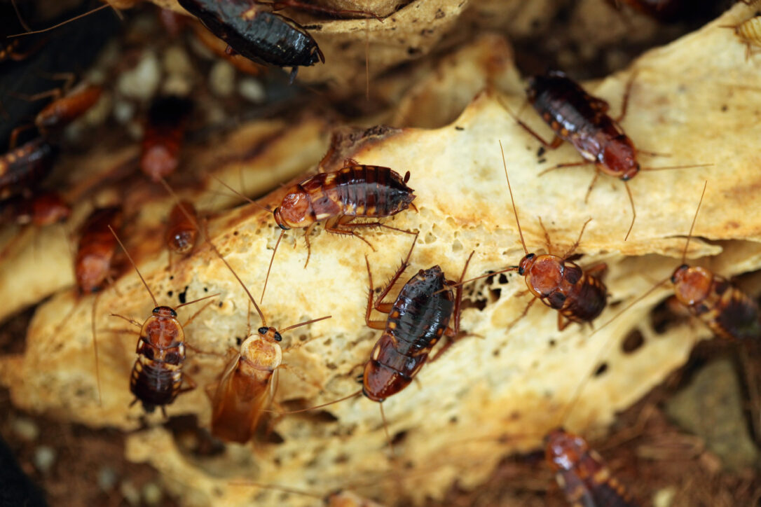 image of a cockroach infestation and cockroach control methods