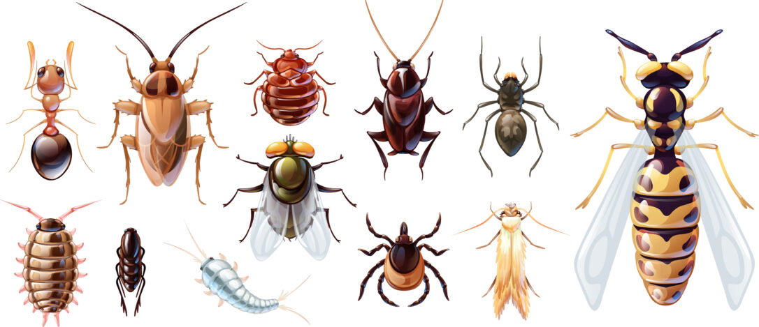Image of the most common pests in the UK