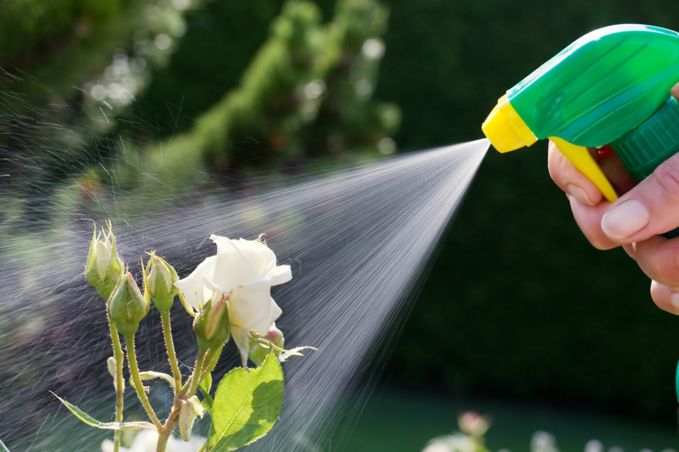 spraying garden pests
