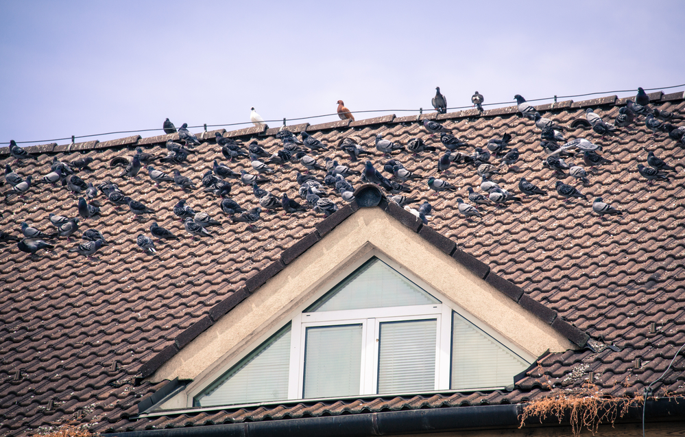 Bird control, how to get rid of pigeons