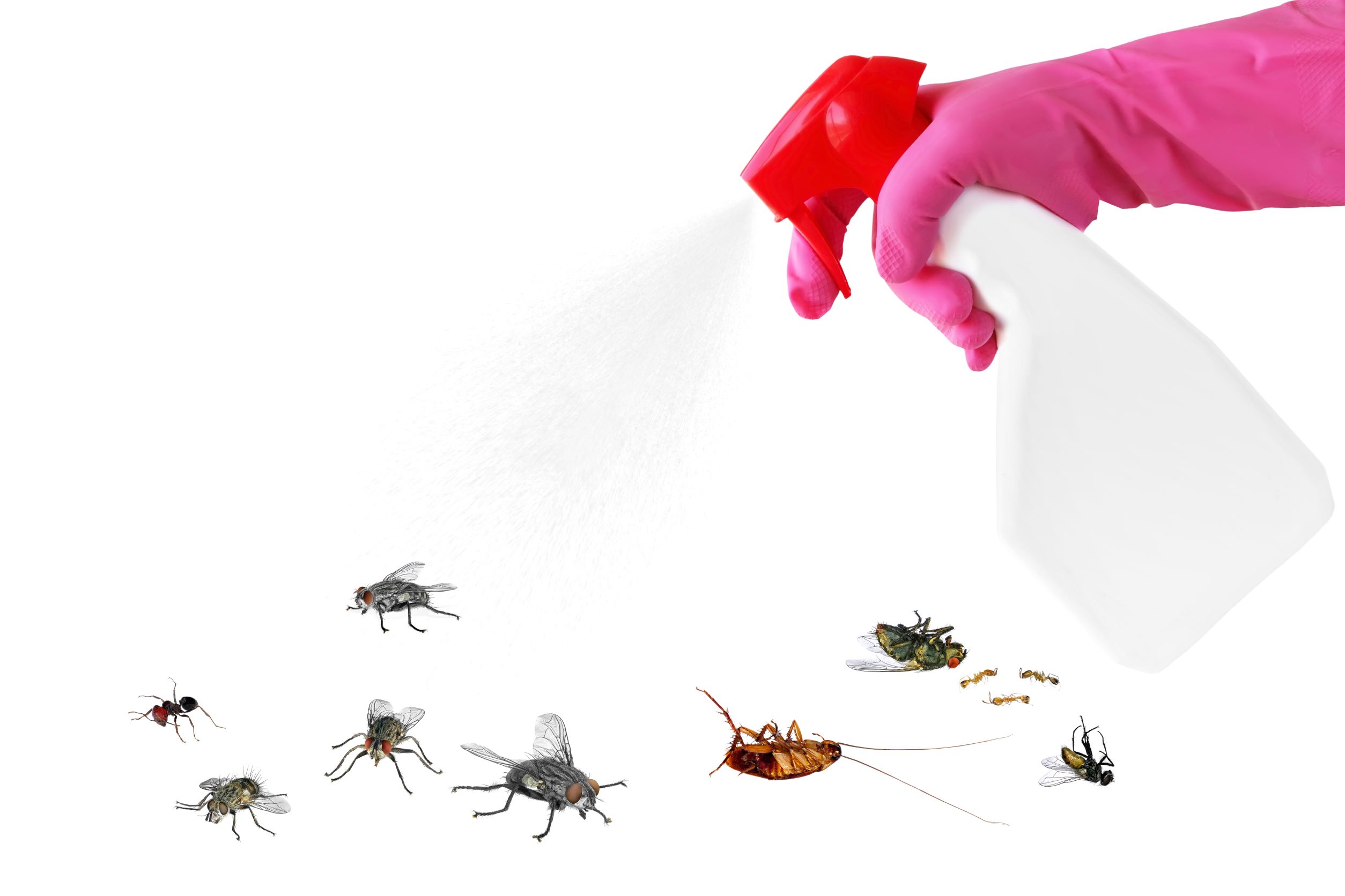 pest control products for homeowners