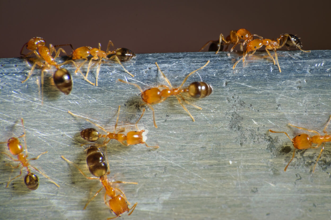 image of a group of pharaoh ants