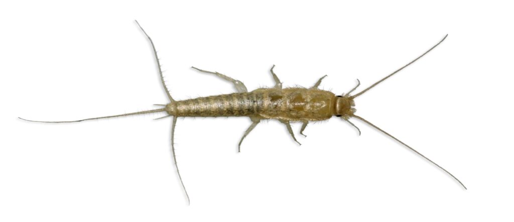 silverfish insect