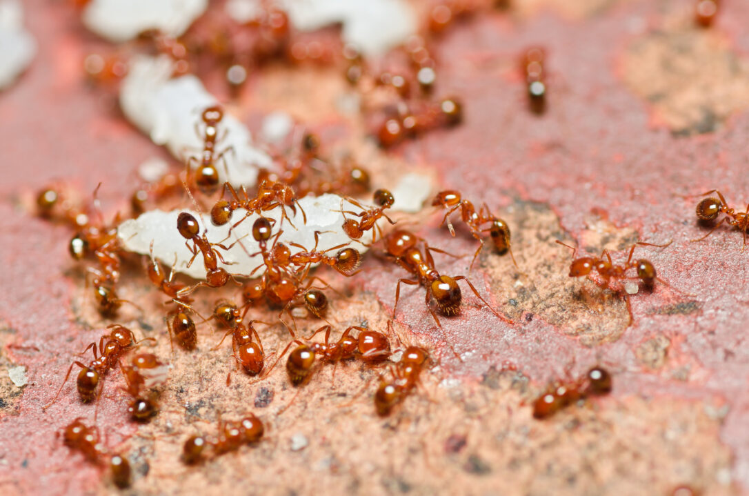 Ants: Their Behaviour, Why It's Considered A Pest