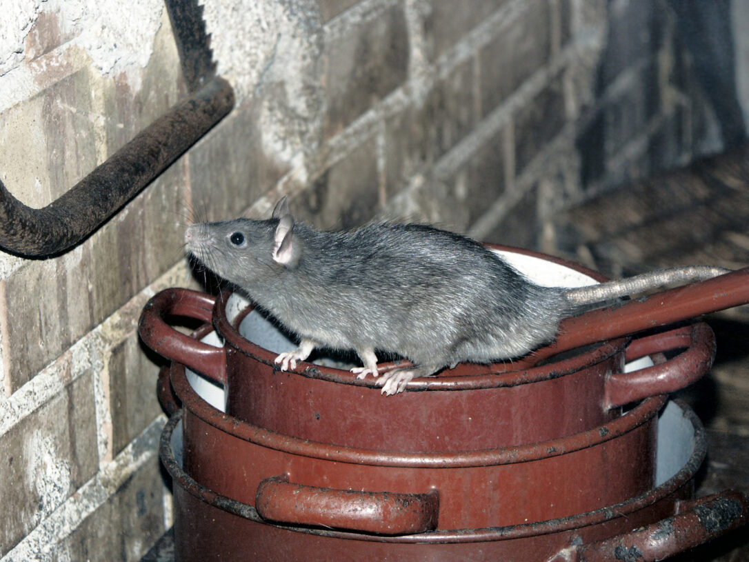 where do rats hide