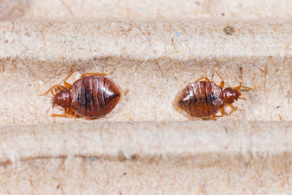 getting rid of bed bugs