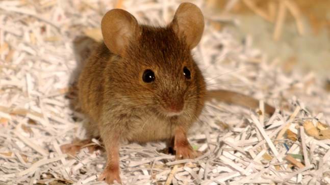 image of a house mouse