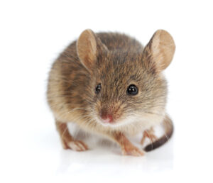 mice infestation facts