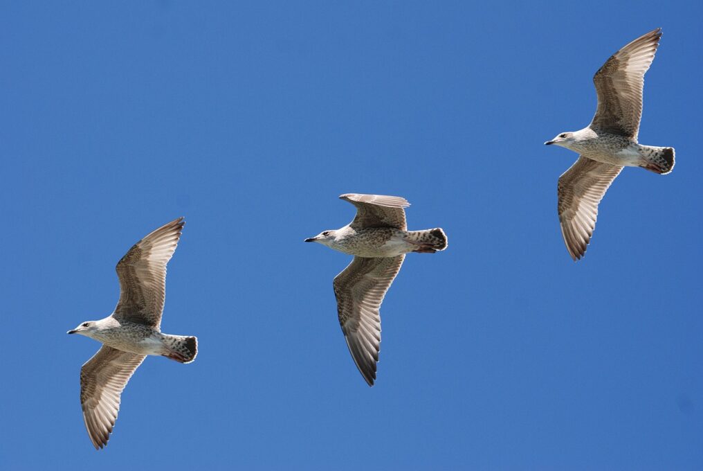 seagull pigeons